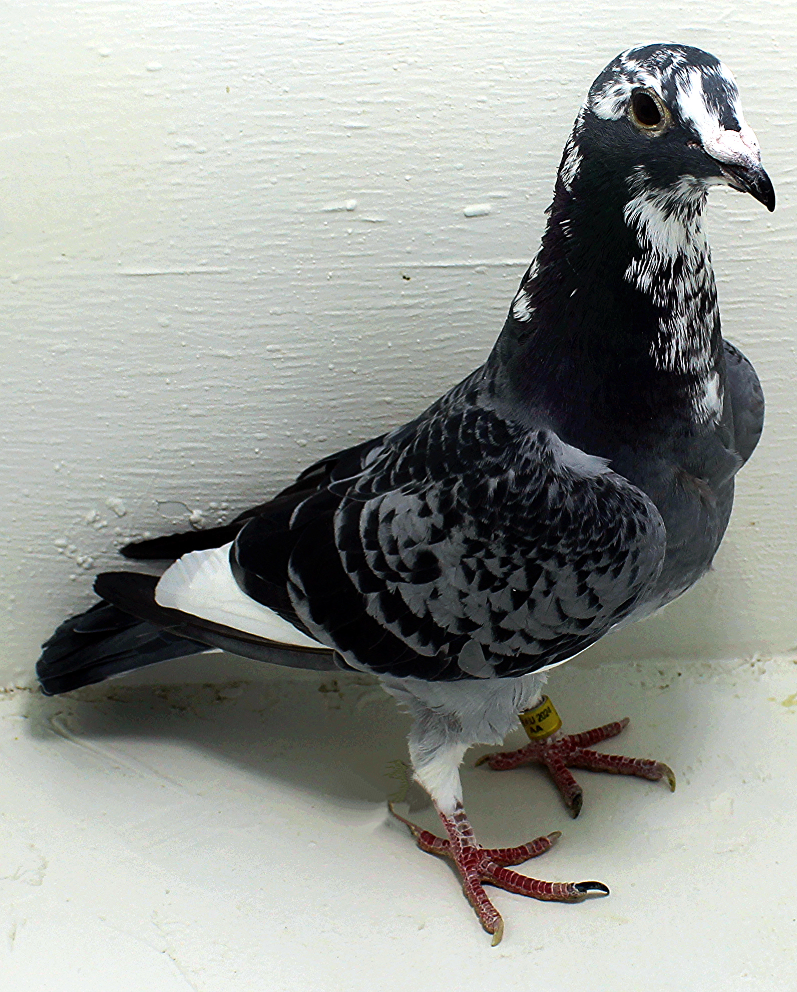 2024 お歳暮【公式】 - 人気ブランド Pigeons | ClayHaven Farms | Racing Pigeons | Pure Paul Sions その他